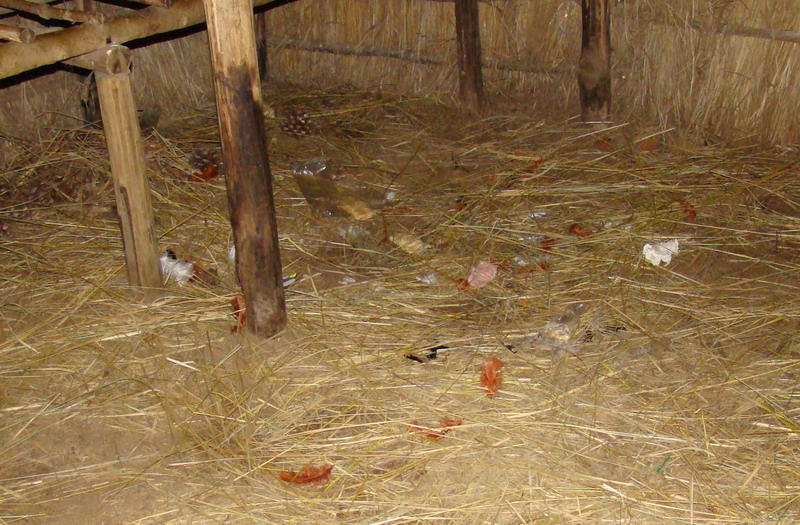 Piume nel bosco